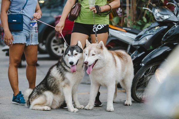 What Are the Key Elements of a Raw Food Diet for Siberian Huskies?